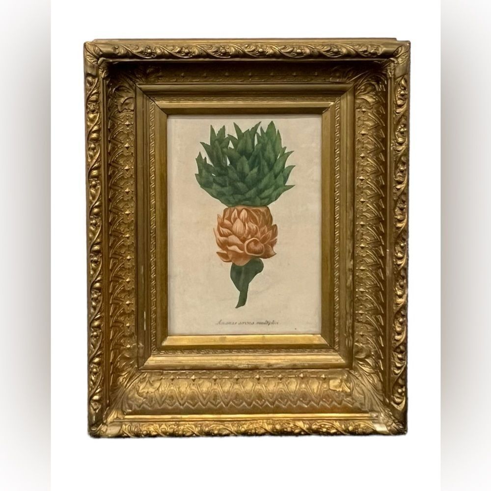 Johann Wilhelm Weinmann Ananas Corona Multiplici 1735-1747 Picture w Gold Frame
